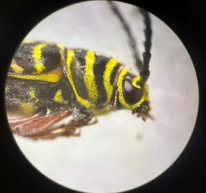 painted hickory borer under magnification