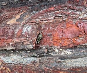 painted hickory borer emerging from a log