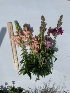 Figure 1. Snapdragon cultivars Group 1-2 grown in open field at the southern Indiana location. The flowers were harvested on May 25. 2026. (Photo credit: Wenjing Guan)