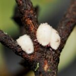 Figure 1. Azalea Bark Scale on azalea branch.