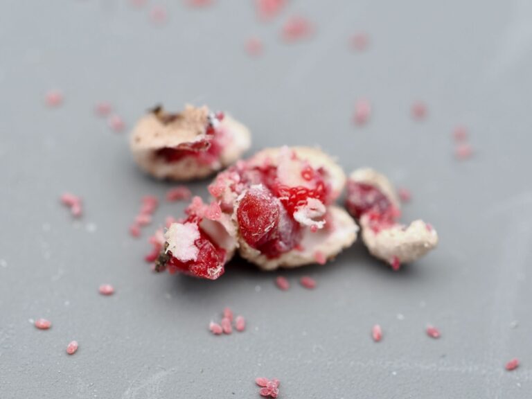 Figure 2. Azalea Bark Scale removed from plant, showing the sack-like female and many of her eggs.