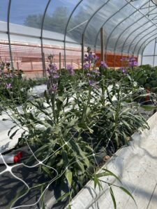 Figure 3. Some ‘Katz Lavender Blue’ developed more than one stem per plant in a high tunnel at the southern Indiana location. Photo was taken on May 11 (Photo credit: Wenjing Guan)