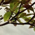 Figure 3. Infestation of Azalea Bark Scales showing typical distribution of scales on the plant.