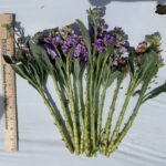 Figure 4. Stocks grown in open field had short stems and unmarketable flower quality. Photo was taken on May 25 (Photo credit: Wenjing Guan)