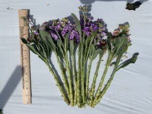 Figure 4. Stocks grown in open field had short stems and unmarketable flower quality. Photo was taken on May 25 (Photo credit: Wenjing Guan)