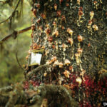 Mass attack of mountain pine beetle on lodgepole pine Photo Credit: Leslie Chong, Simon Fraser University, Bugwood.org