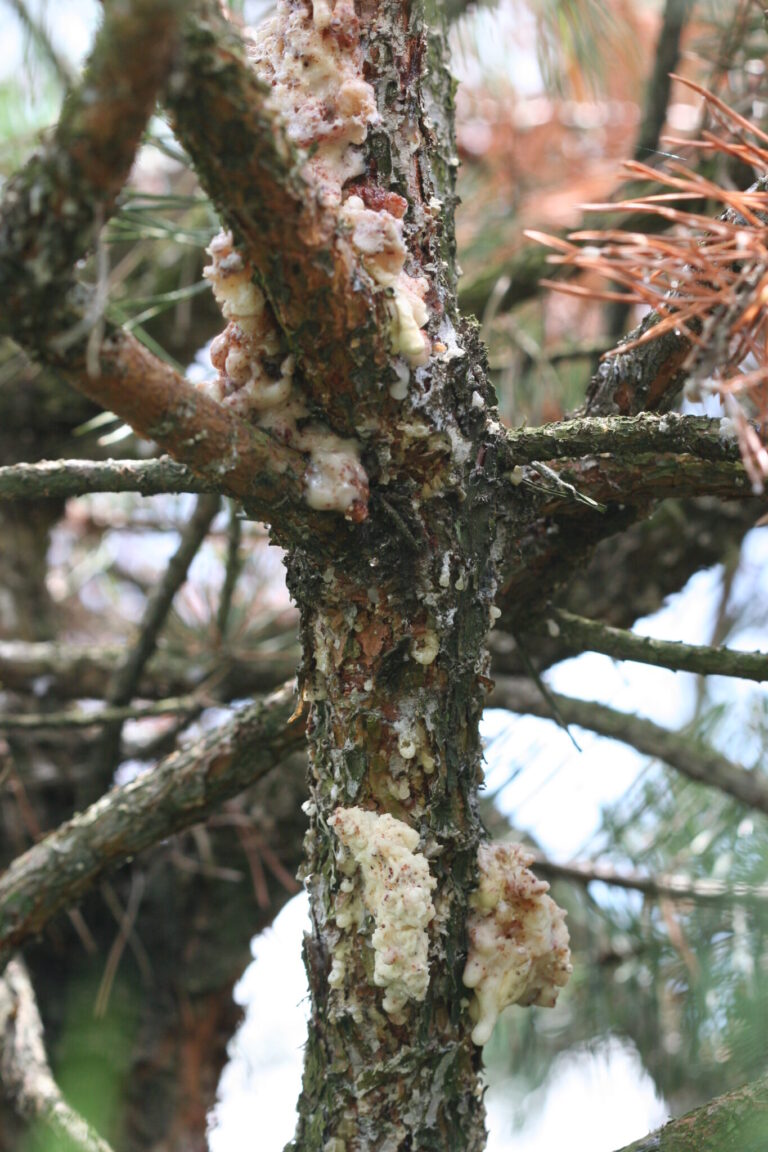 Gummy sap/tubes produced by Zimmerman Pine Moth infestation. Photo Credit: Cliff Sadof, Purdue University