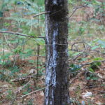 Calciopsis canker of eastern white pine. Photo Credit: Steven Katovich, Bugwood.org
