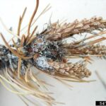 Diplodia shoot blight of two needle pines killing the branch tips and producing a small amount of resin around the affected tissue. Photo Credit: Elizabeth Bush, Virginia Tech, Bugwood.org