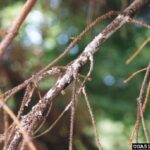 Cytospora canker on smaller branches of a blue spruce. Photo Credit: Michael Kangas, NDSU - North Dakota Forest Service, Bugwood.org