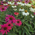Figure 1. White, pink, and purple coneflower cultivars add long-lasting color through the summer while attracting pollinators.