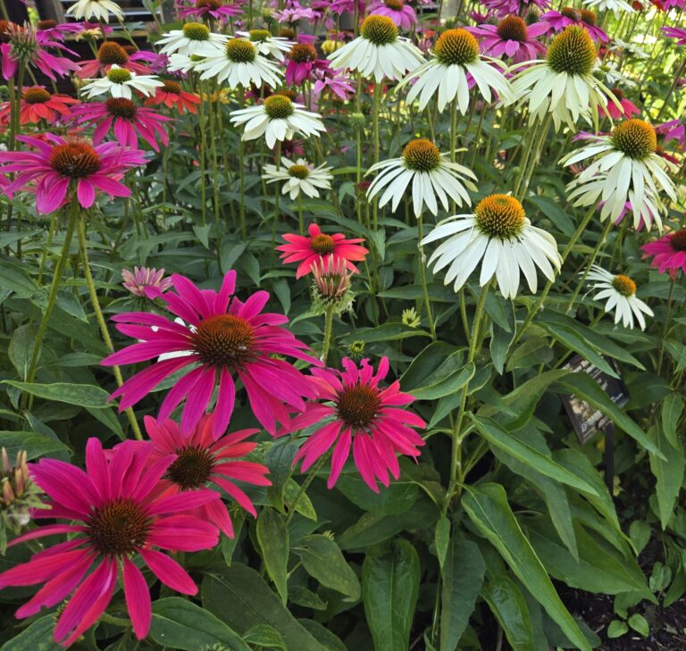Figure 1. White, pink, and purple coneflower cultivars add long-lasting color through the summer while attracting pollinators.