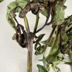Photo Credit PPDL Leaf blighting or whole leaf dead can occur as the bacterium spreads to the petiole/stem of the plant.