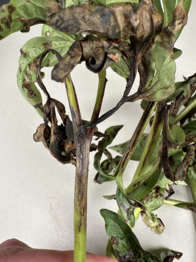 Photo Credit PPDL Leaf blighting or whole leaf dead can occur as the bacterium spreads to the petiole/stem of the plant.