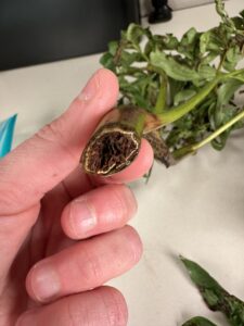 Photo Credit PPDLSevere stem necrosis caused by Xanthomonas.