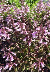 Figure 4. ‘Midnight Masquerade’ penstemon has dark foliage and spikes of soft pink flowers, providing color and contrast all season long. 