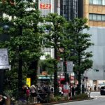 Figure 2: Pollarded street trees in Shibuya, Tokyo. Photo credit: Ben McCallister
