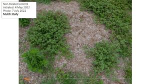 control plot with mulch