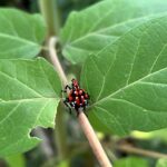 late instar nymph on tree-of-heaven; table: Non-comprehensive list of pesticides for use on spotted lanternfly