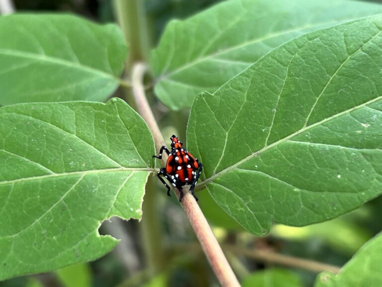 late instar nymph on tree-of-heaven; table: Non-comprehensive list of pesticides for use on spotted lanternfly