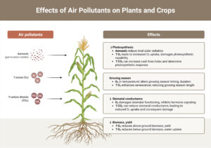 plant responses to air pollutants