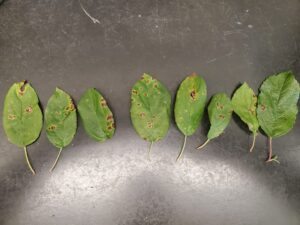 Eight leaves with brown spotted lesions arranged in a row on a dark tabletop.