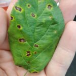 Close-up of a green leaf with multiple dark brown leaf spots surrounded by yellow halos, held in a hand.