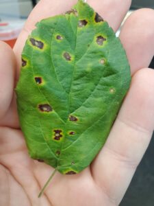 Close-up of a green leaf with multiple dark brown leaf spots surrounded by yellow halos, held in a hand.