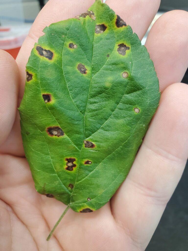 Close-up of a green leaf with multiple dark brown leaf spots surrounded by yellow halos, held in a hand.