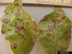 Two leaves with numerous brown leaf spots and lesions, shown beside a ruler for scale.