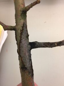 Tree branch with a dark, sunken canker lesion along the bark.