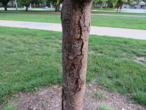 Tree trunk with a long vertical canker causing cracked and peeling bark.