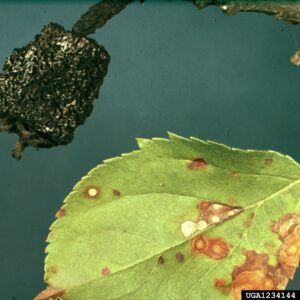 Leaves showing Fruit of Rosaceous plants may shrivel and become mummified after being infected by Diplodia seriata. 