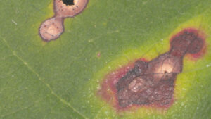 This is a close-up image of frogeye leaf spot where pycnidia (the black structures) of Diplodia seriata are growing within the infected tissue.Photo Credit: PPDL
