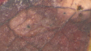 This is a close-up image of frogeye leaf spot where pycnidia (the black structures) of Diplodia seriata are growing within the infected tissue.Photo Credit: PPDL
