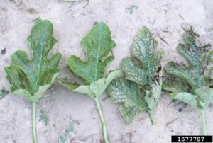 ozone damage to leaves