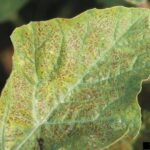 stippling from ozone damage