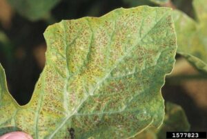 stippling from ozone damage
