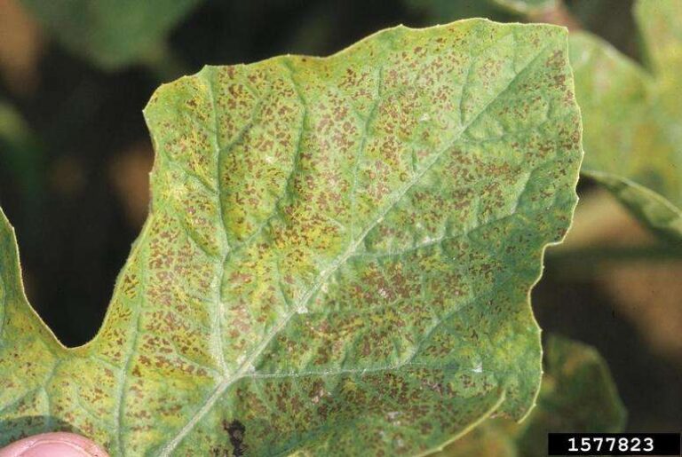 stippling from ozone damage