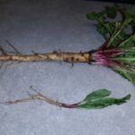 dandelion taproot
