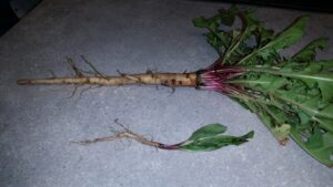 dandelion taproot