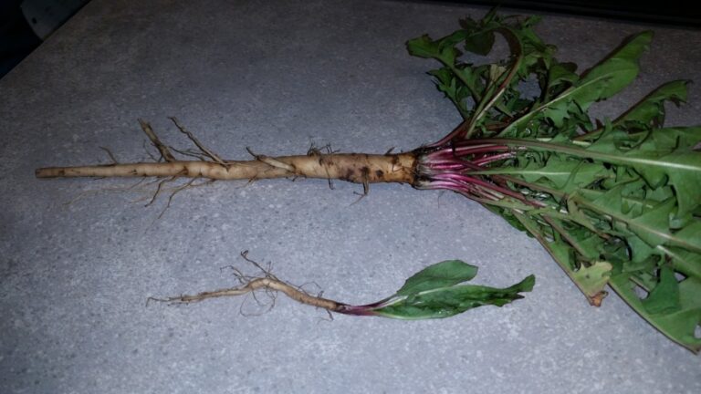 dandelion taproot