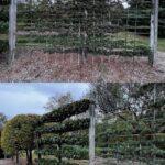 Two garden photos show trees trained flat on wooden trellis frames (espalier style). One conifer is shaped into a grid pattern, while a nearby broadleaf tree forms layered horizontal bands. The structures are supported by posts, with mulch ground and other trees in the background under an overcast sky.