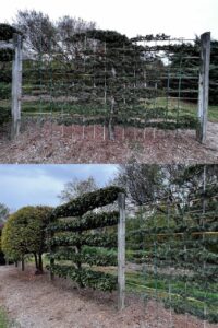 Two garden photos show trees trained flat on wooden trellis frames (espalier style). One conifer is shaped into a grid pattern, while a nearby broadleaf tree forms layered horizontal bands. The structures are supported by posts, with mulch ground and other trees in the background under an overcast sky.