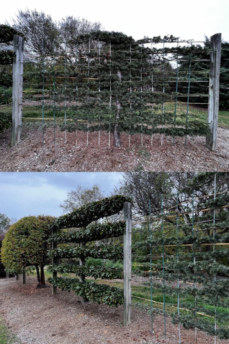 Two garden photos show trees trained flat on wooden trellis frames (espalier style). One conifer is shaped into a grid pattern, while a nearby broadleaf tree forms layered horizontal bands. The structures are supported by posts, with mulch ground and other trees in the background under an overcast sky.