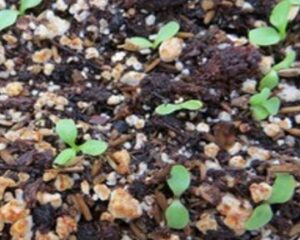seedlings of dandelion