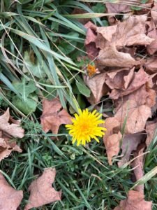 flowering dandelion