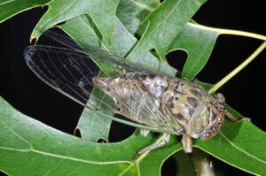 dog day cicada adult