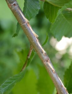 cicada damage on stem