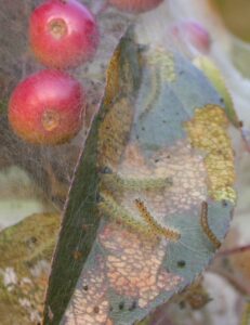 fall webworm caterpillar webbing
